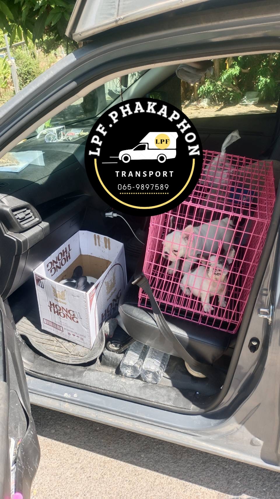 สุนัขระหว่างเดินทาง